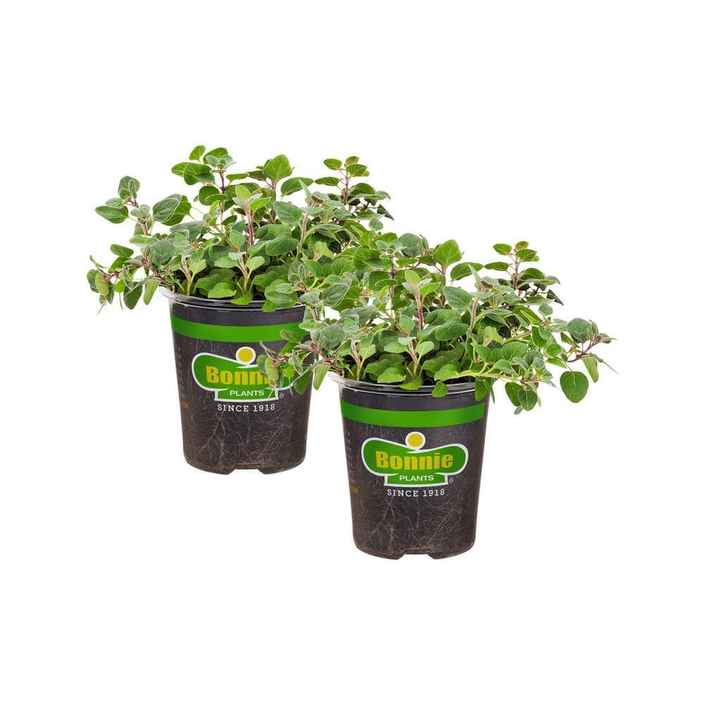 19 oz. Greek Oregano Herb Plant (2-Pack) - Hercitys