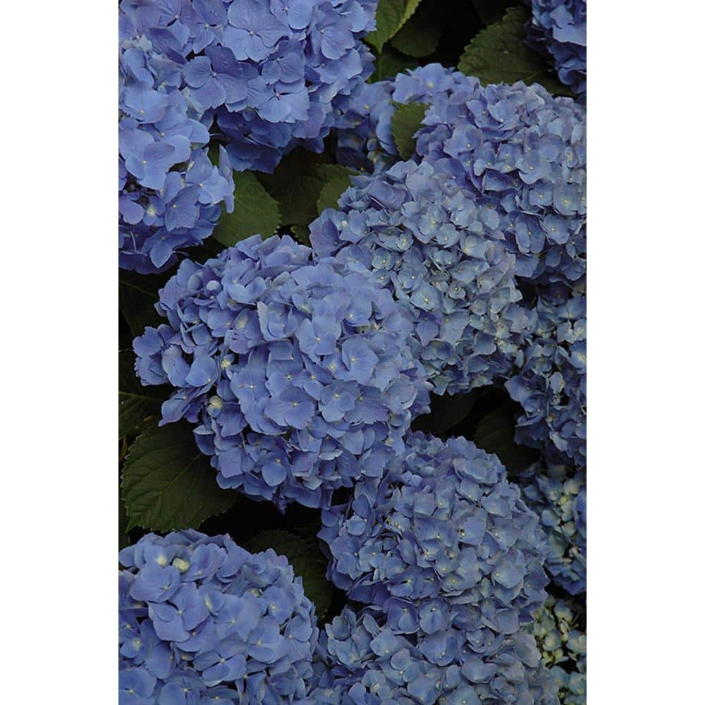 3 Gal. Mathilda Gutges Bigleaf Hydrangea (Hydrangea macrophylla) Live Flowering Shrub; Deep Pink or Violet-Blue Flowers - Hercitys