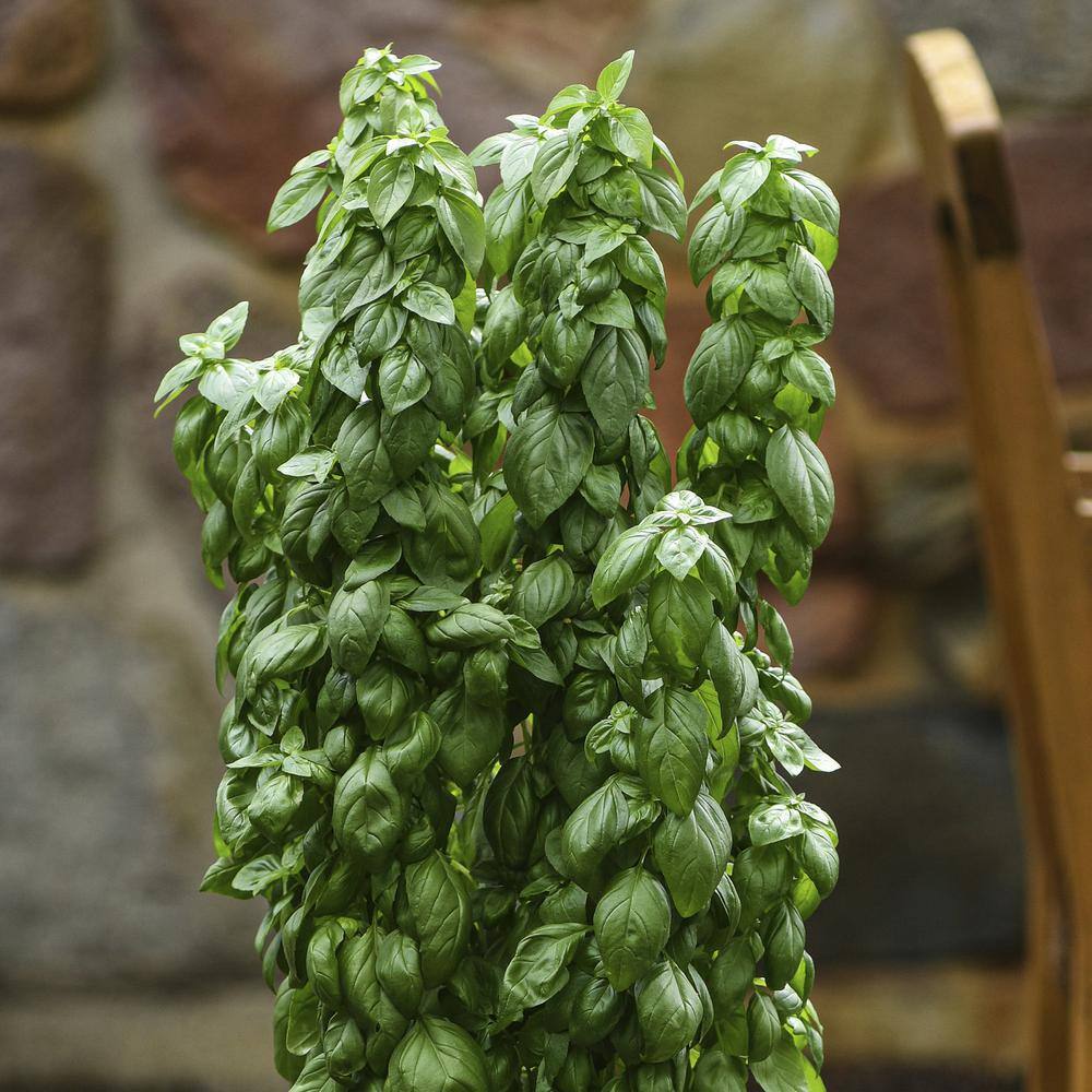 25 oz. Everleaf Emerald Towers Basil Live Plants (2-Pack) - Hercitys
