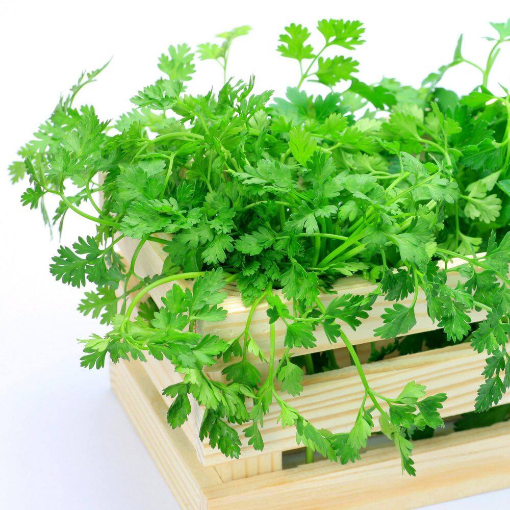 3.3 in. Parsley Culinary Kitchen Herb Seed Grow Kit - Hercitys