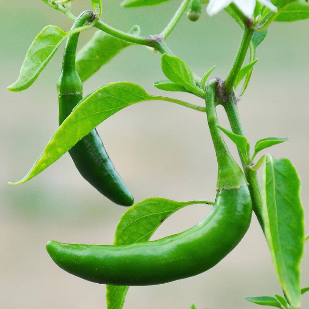 19 oz. Serrano Pepper Plant (2-Pack) - Hercitys