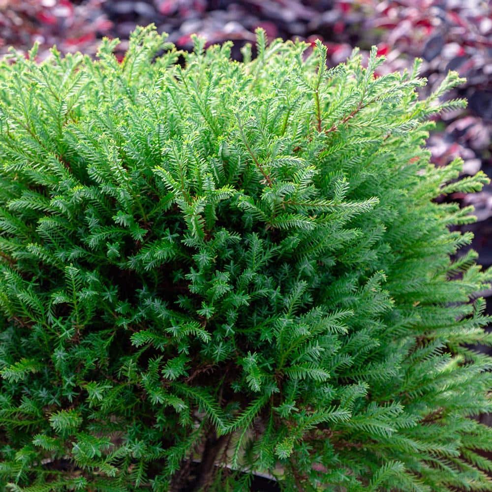 2.5 Qt. Pancake Arborvitae Low-Growing Evergreen Shrub - Hercitys