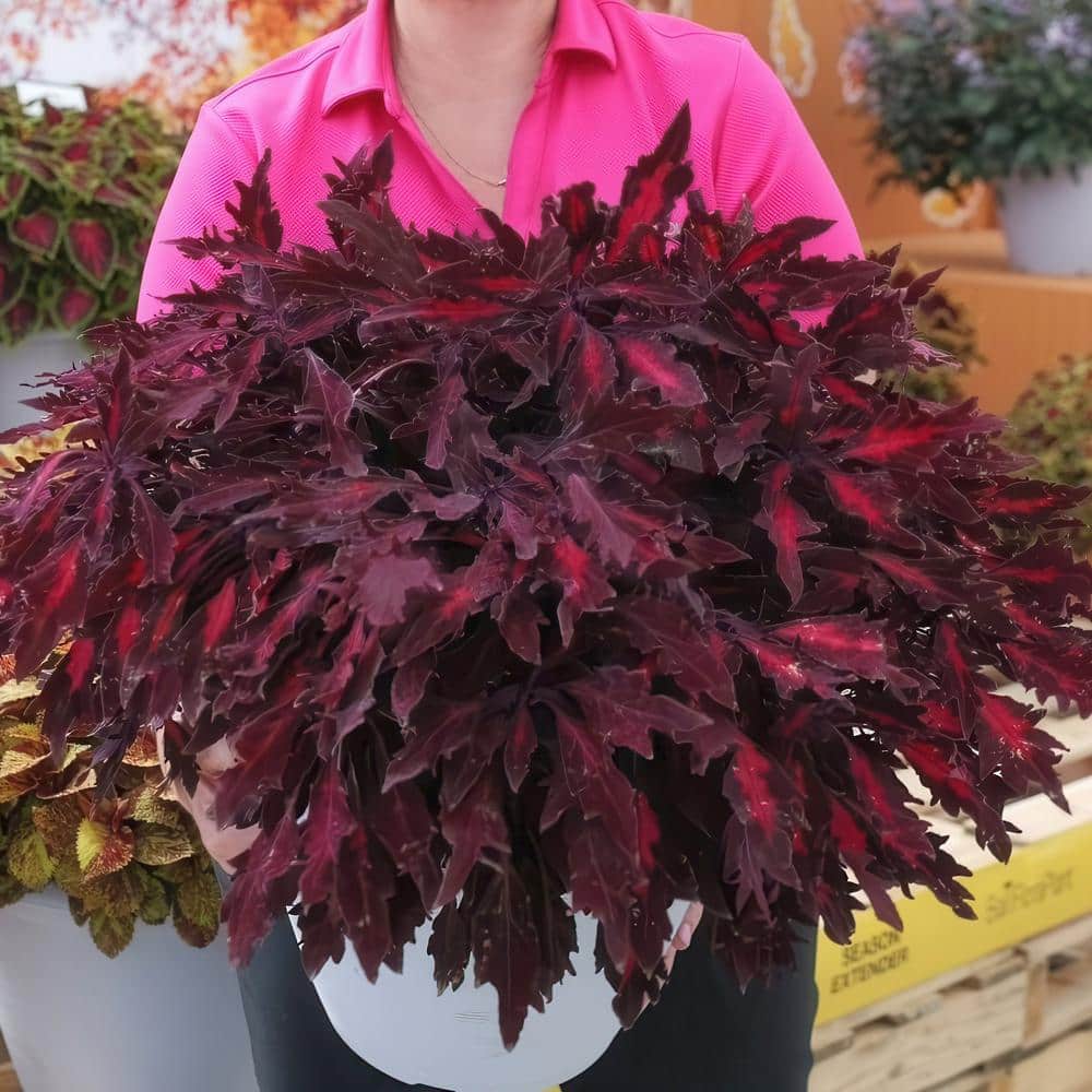 2.5 in. Coleus Flame Thrower Adobo Pink Annual Plant (3-Pack) - Hercitys