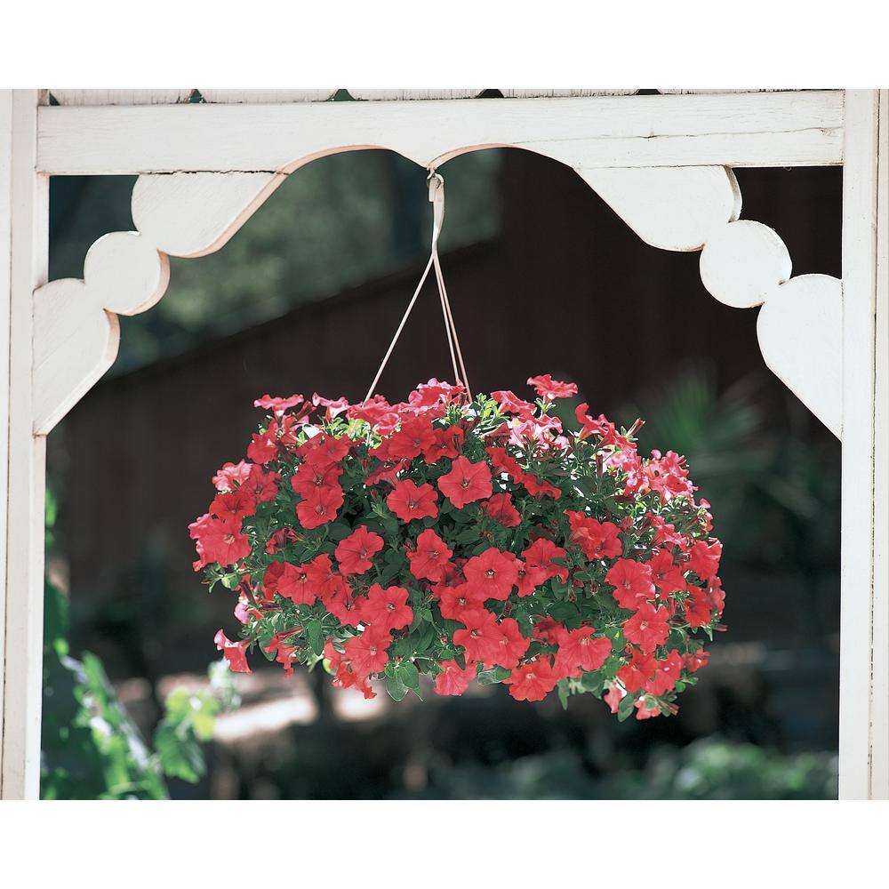 4.25 in. Eco+Grande Supertunia Really Red (Petunia) Live Plant, Red Flowers (4-Pack) - Hercitys