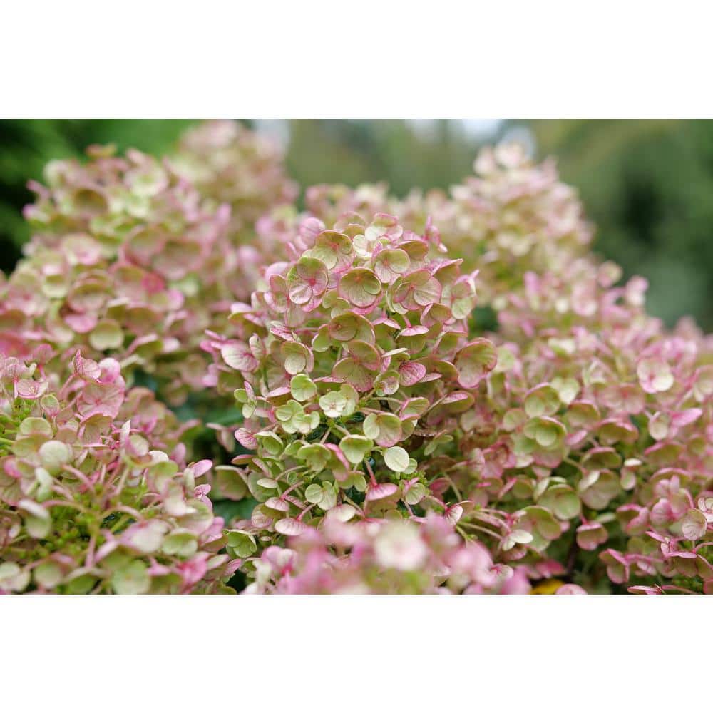 4.5 in. qt. Tiny Quick Fire Panicle Hydrangea (Hydrangea paniculata) Live Flowering Shrub with White, Pink, Red Flowers - Hercitys