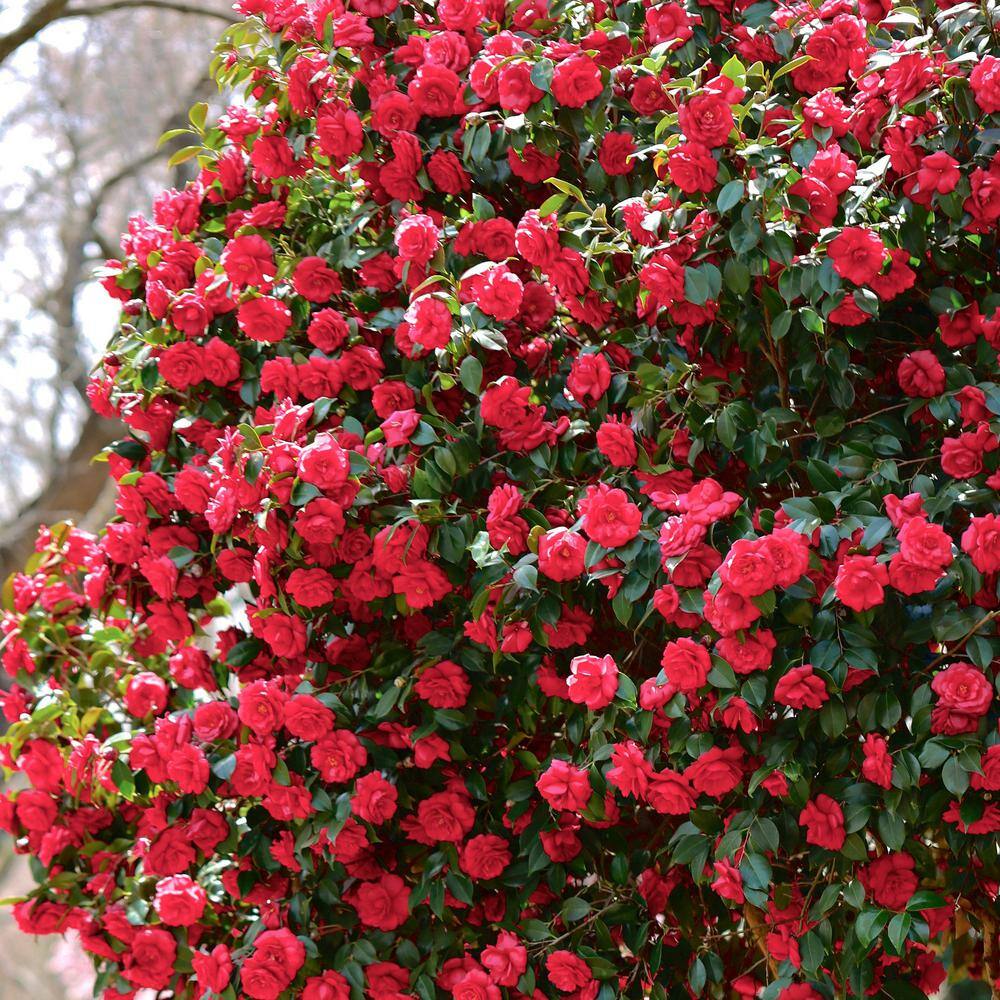 1 Gal. Camellia Red Twister Shrub with Red Flowers - Hercitys