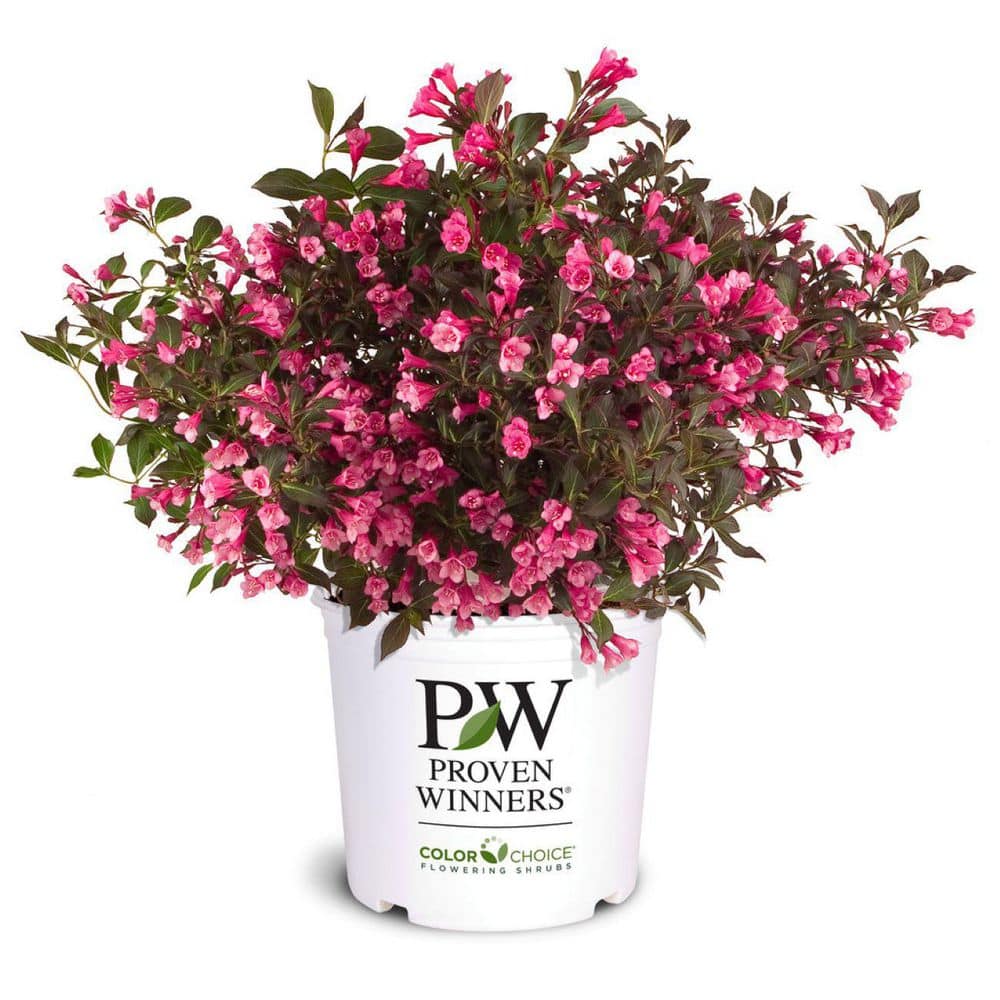 2 Gal. Wine & Roses Weigela Live Shrub with Pink Flowers and Deep Purple Foliage - Hercitys