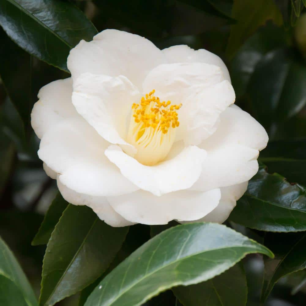 3 gal. Camellia Mine No Yuki Shrub with White Flowers - Hercitys
