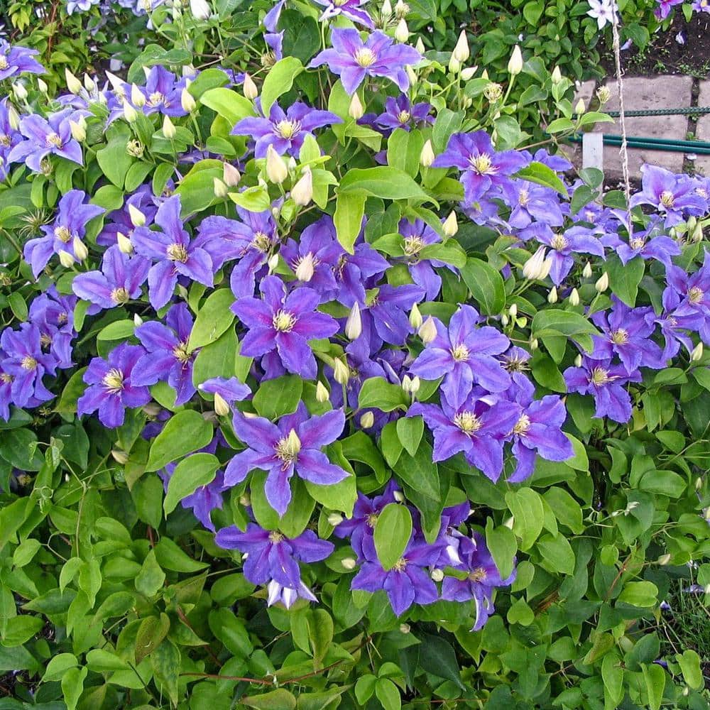 2.5 Qt. Pot, Ristimagi Clematis Vine, Live Potted Perennial Plant (1-Pack) - Hercitys