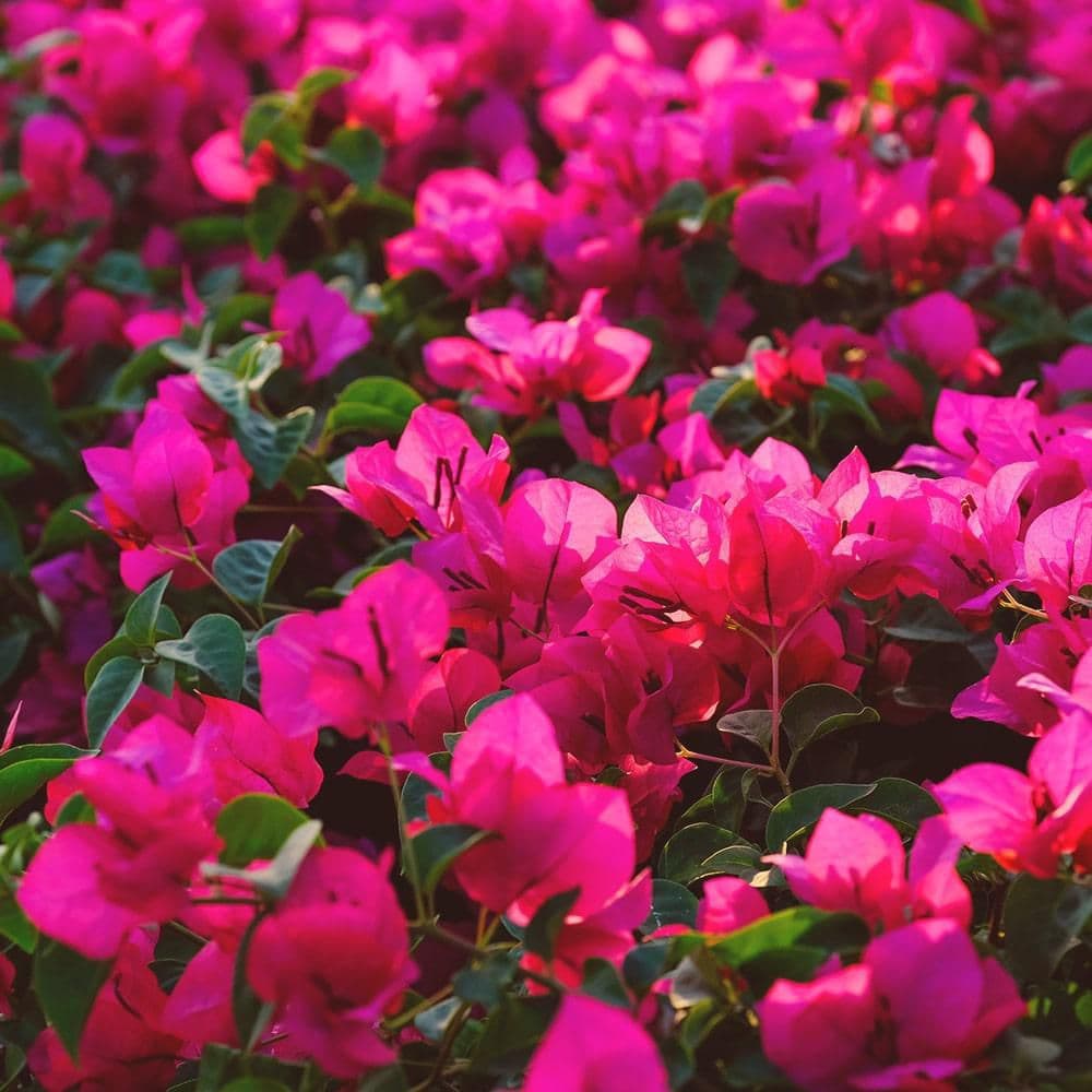 10 lbs. 6-8-10 Quick Release Bloom Boost Bougainvillea and Tropical Plant Food Dry Fertilizer - Hercitys