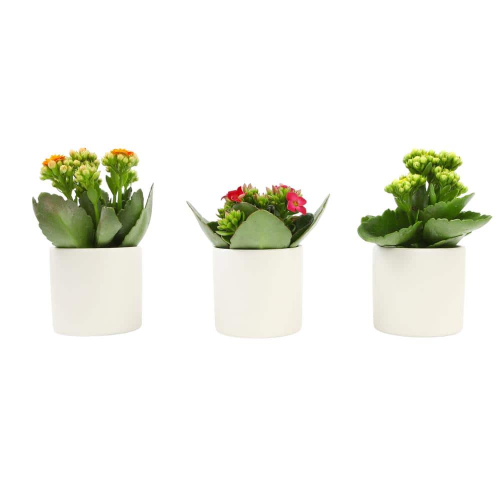 3-Pack 2.5 in. Kalanchoe Bloss Live Succulents in Assorted Colors with White Ceramic Pots - Hercitys