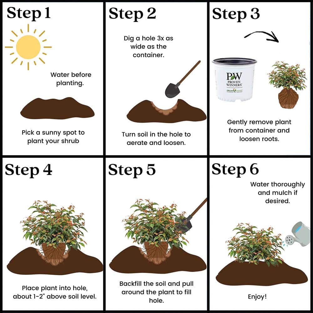 2 Gal. Paisley Pup Doghobble Shrub - Hercitys