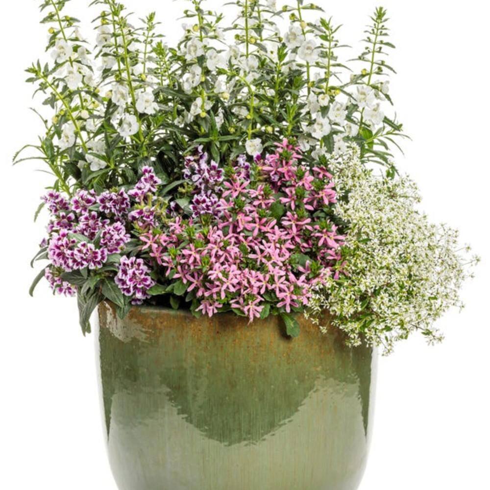 4.25 in. Eco+ Grande Stardiva Pink Fan Flower (Scaevola Aemula) Live Annual Plant with Pink Flowers 4-Pack - Hercitys