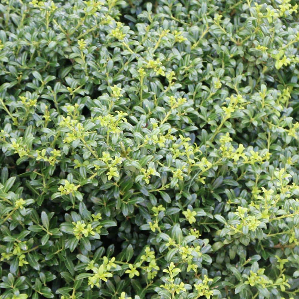2.25 Gal. Holly Soft Touch Shrub - Hercitys