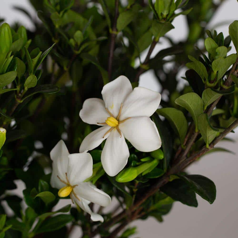 2.5 Gal – Kleim’s Hardy Daisy Gardenia, Live Evergreen Shrub, White Fragrant Blooms - Hercitys