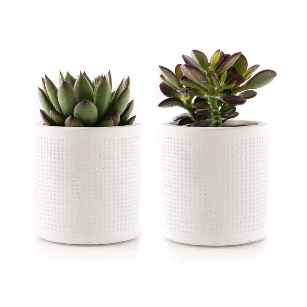 2.5 in. Assorted Succulent Set in White Dot Pot (2-Pack) - Hercitys