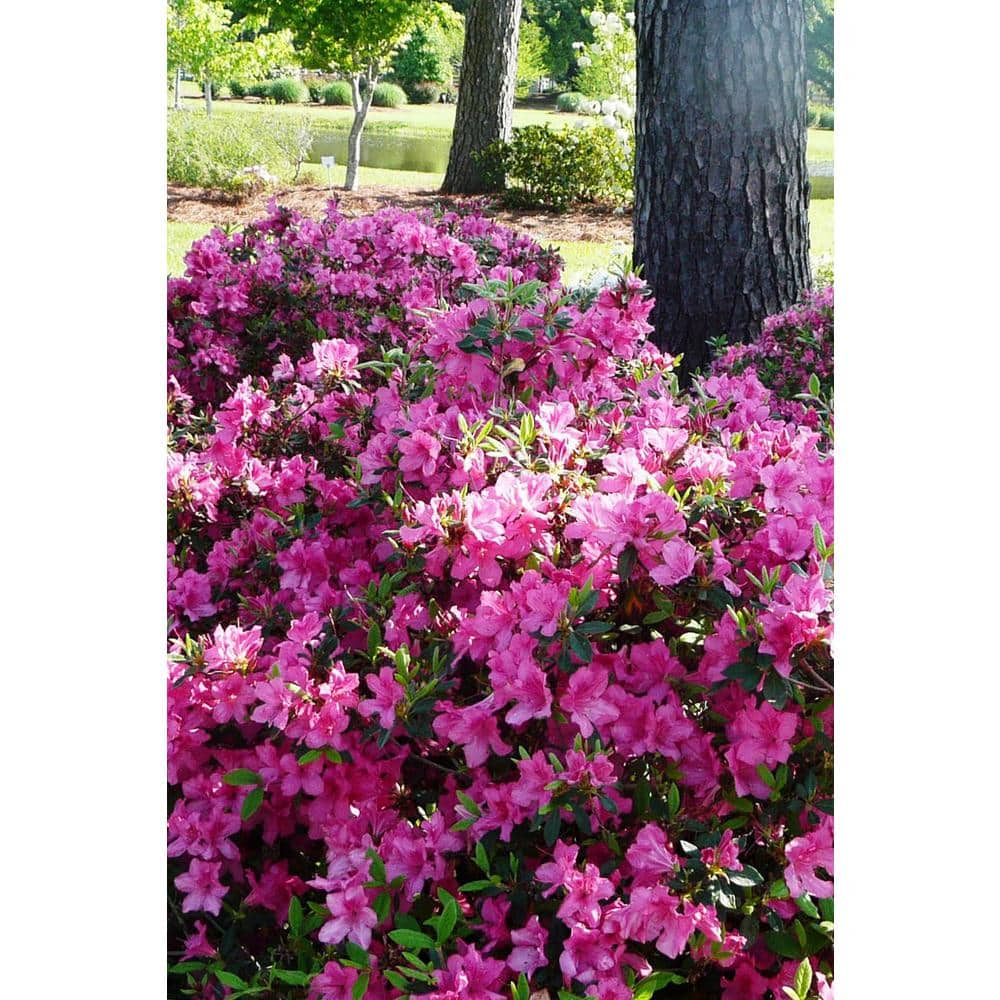 3 Gal. Autumn Sangria Shrub with Neon Pink Reblooming Flowers - Hercitys