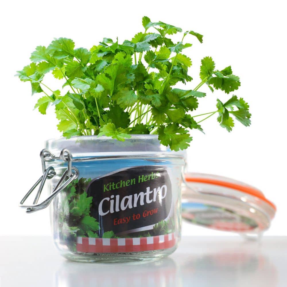 3.3 in. Cilantro Culinary Kitchen Herb Seed Grow Kit - Hercitys