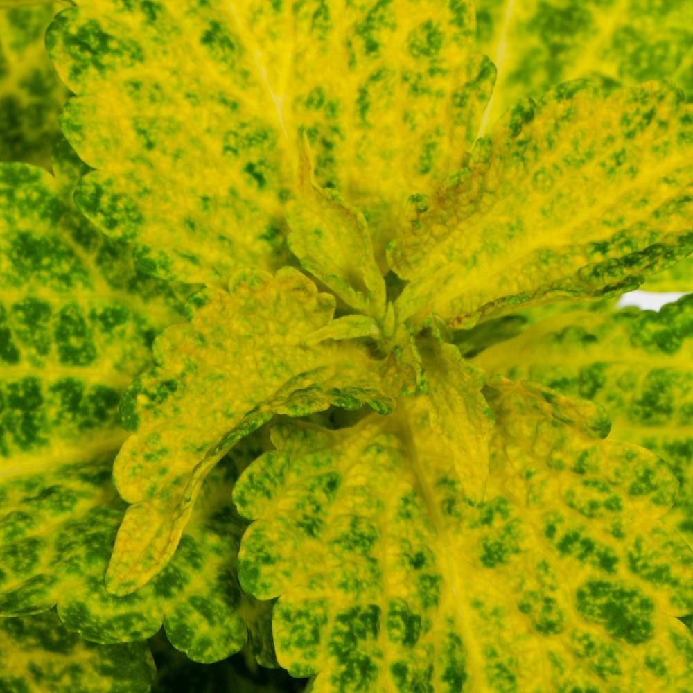 2 Gal. Select Planter Mainstreet Coleus Mix Trafalgar Square Annual Plant (1-Pack) - Hercitys