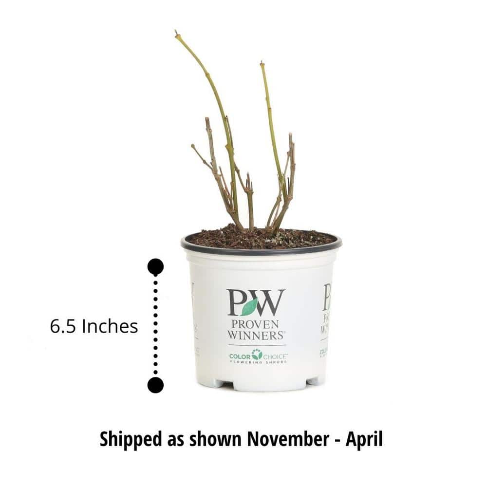 1 Gal. Little Lime Punch Panicle Hydrangea (Paniculata) Live Plant, Shrub, Green, White, and Pink Flowers - Hercitys