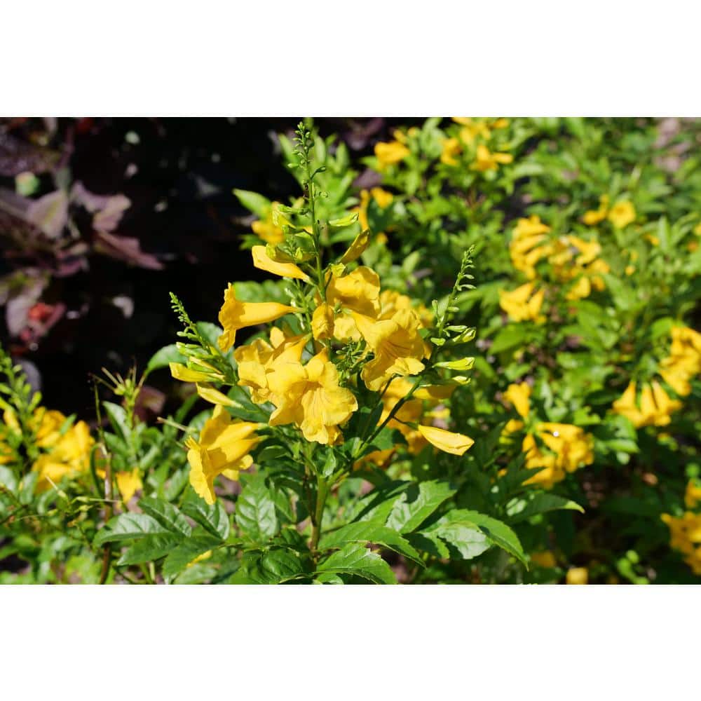 4.5 in. Quartz Chicklet Gold Esperanza (Tecoma Stans) Live Flowering Shrub with Yellow Flowers - Hercitys