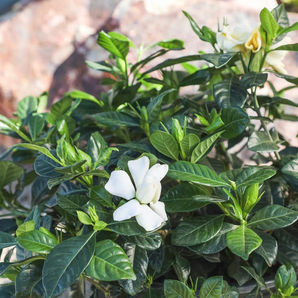 1 Gal. Gardenia Jasminoides August Beauty Shrub Plant - Hercitys