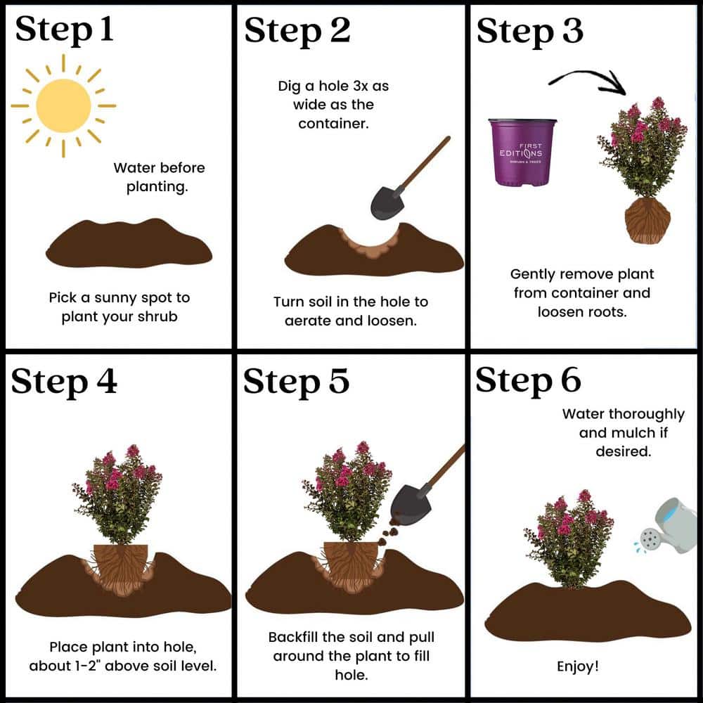 2 Gal. Plum Magic Crape Myrtle Flowering Shrub with Fuschia Pink Flowers - Hercitys