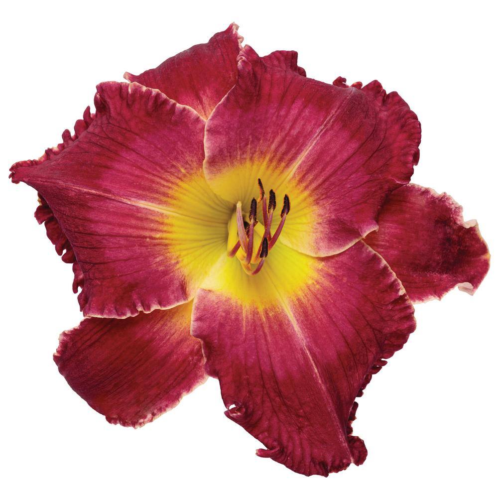 0.65 Gal. Rainbow Rhythm Blood, Sweat and Tears Live Perennial Plant, Red and Yellow Flowers (1-Pack) - Hercitys