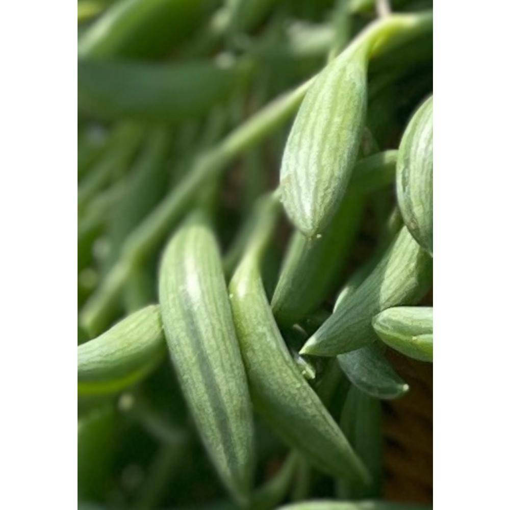 5 in. Senecio Radicans – String of Bananas with White Flowers, Succulent Plants in Grower Hanging Pot - Hercitys