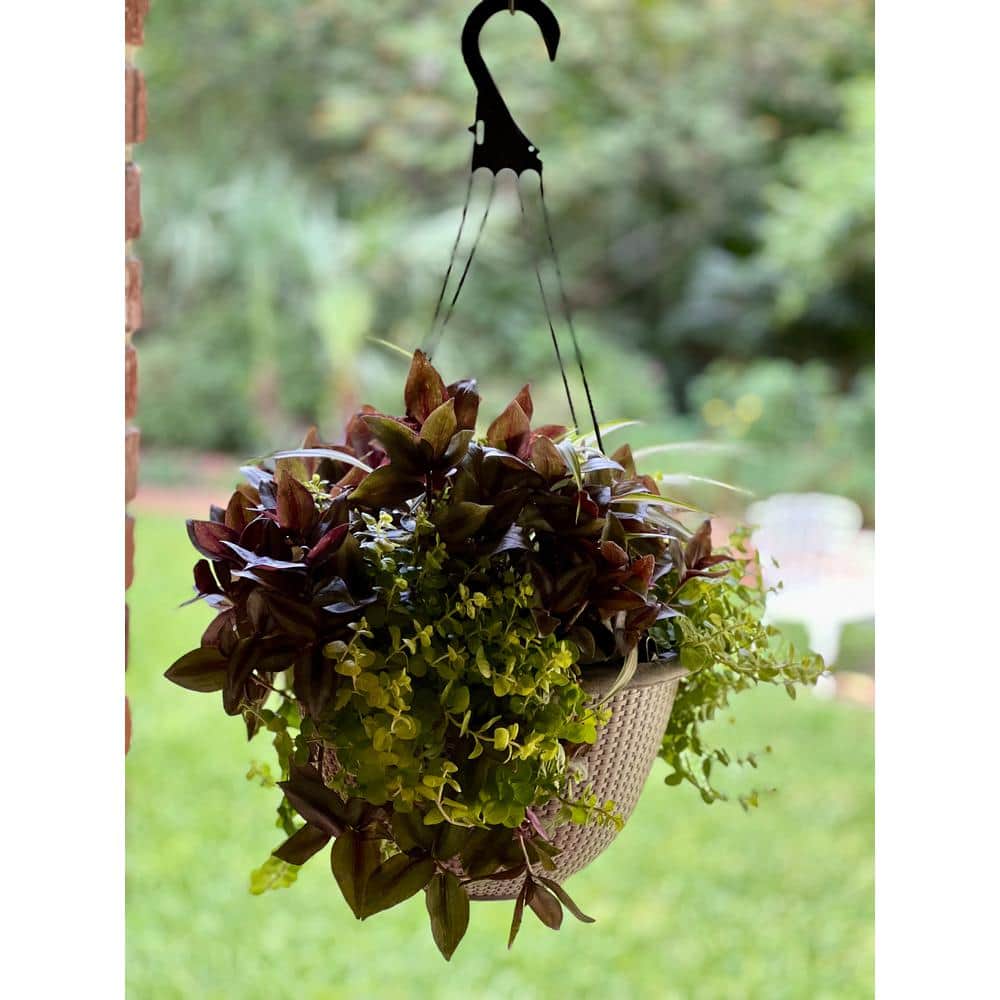 12 HB Chlorophytum Tradescantia Lysimachia Plant Combo in 12 in. Hanging Basket - Hercitys