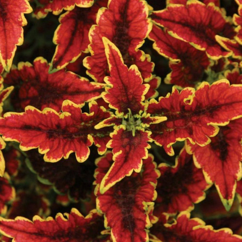 4.25 in. Eco+Grande, ColorBlaze El Brighto (Coleus) Live Plant Varigated Foliage (4-Pack) - Hercitys