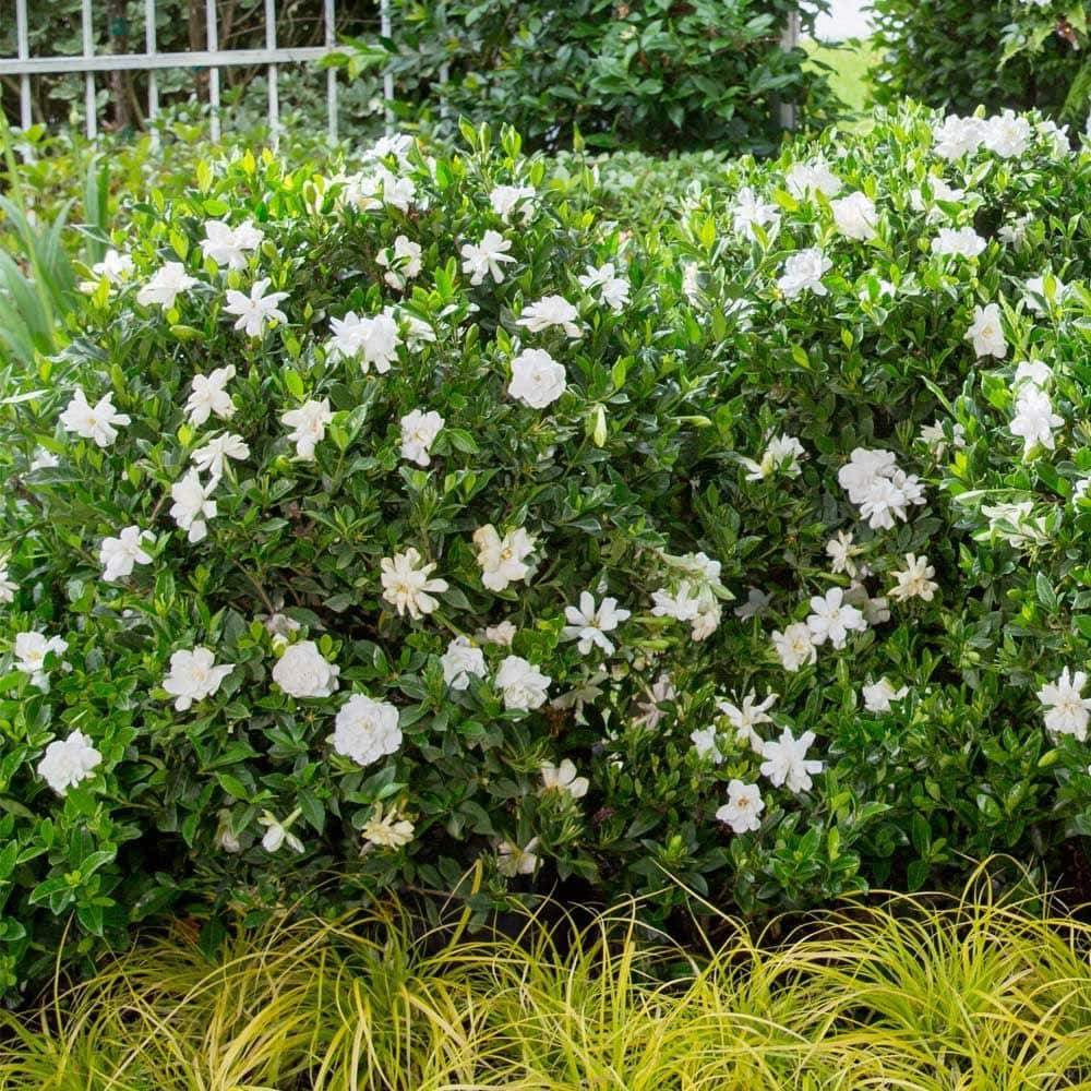 2 Gal. Jubilation Gardenia, Live Evergreen Shrub, White Fragrant Blooms - Hercitys