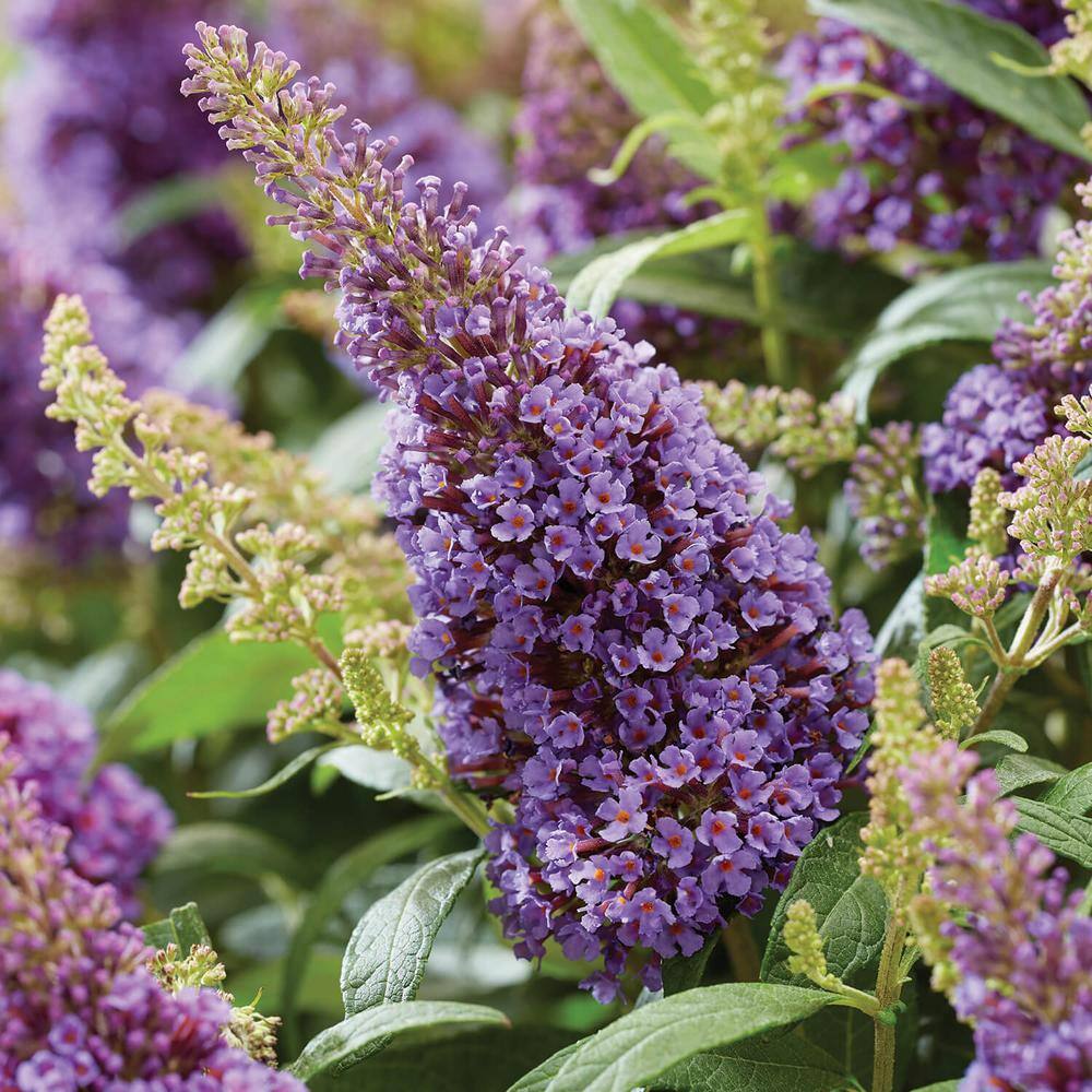 1.5 Gal. Lil’ Lavender Butterfly Bush (Buddleia) Live Shrub Plant, Light Purple Flowers - Hercitys