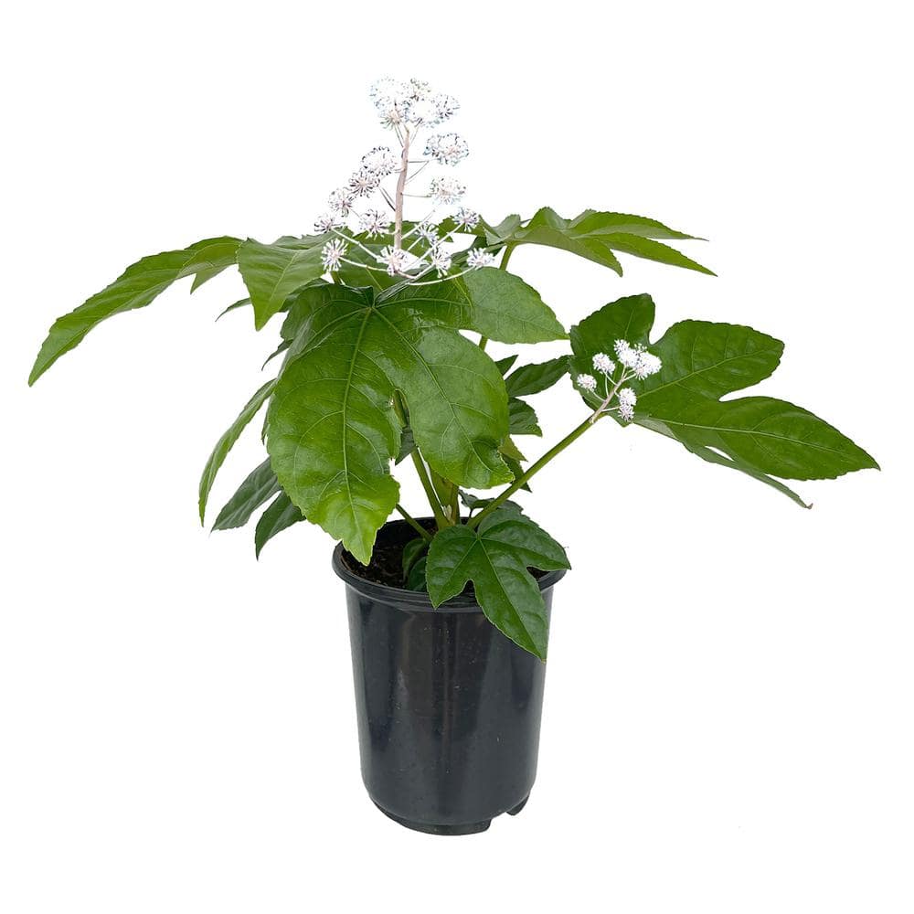 2.5 Qt. Fatsia Japonica Perennial Plant with White Flowers-1 Pack - Hercitys