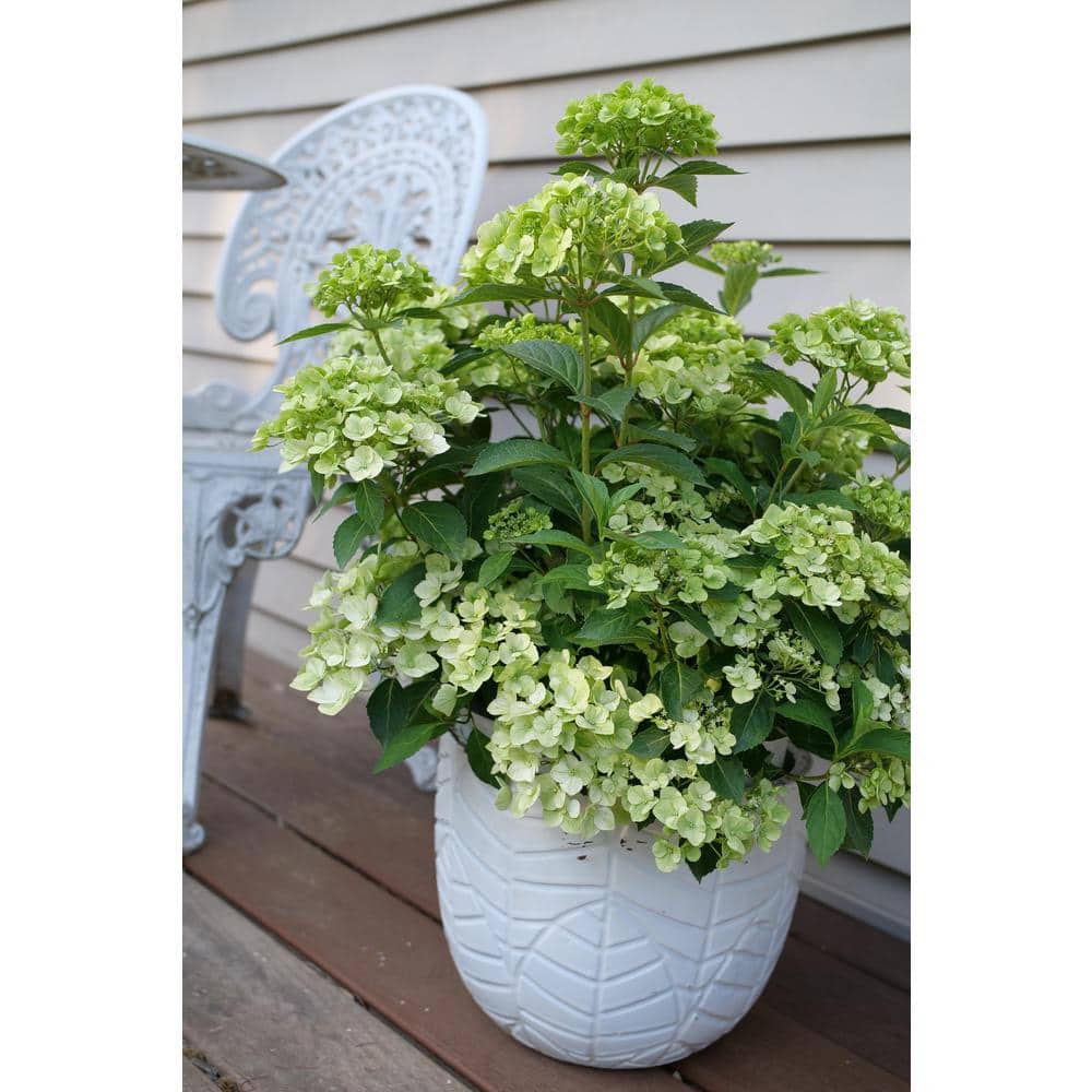 4.5 in. Quartz Fairytrail Green Cascade Hydrangea (Hydrangea x) Live Flowering Shrub with Green Flowers - Hercitys