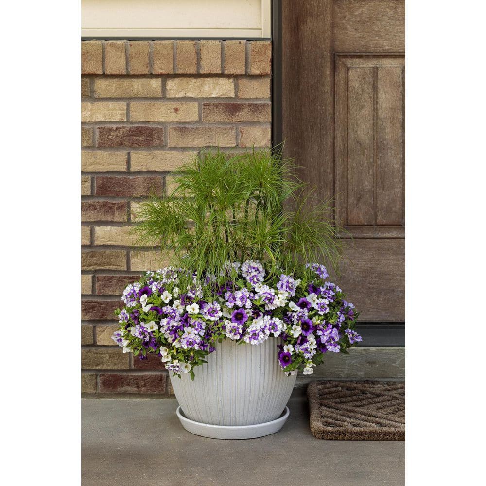 4.25 in. Eco+Grande Superbells Grape Punch (Calibrachoa) Live Plant, Purple Flowers (4-Pack) - Hercitys
