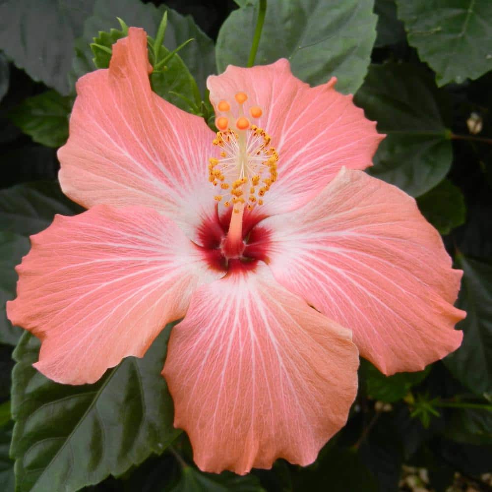 2 gal. Hibiscus Peach Braided Annual Tree Plant with Peach Flowers - Hercitys