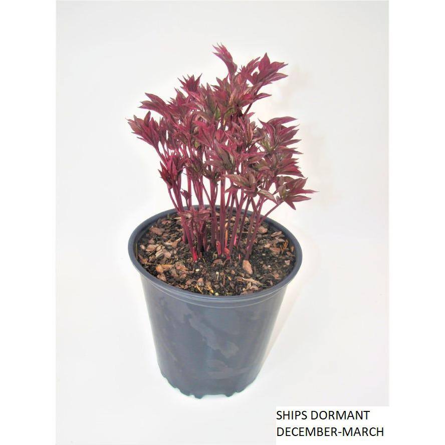 3 Gal. Bartzella Peony (Paeonia Itoh) Live Shrub with Bright Yellow-Deep Red Double Blooms - Hercitys
