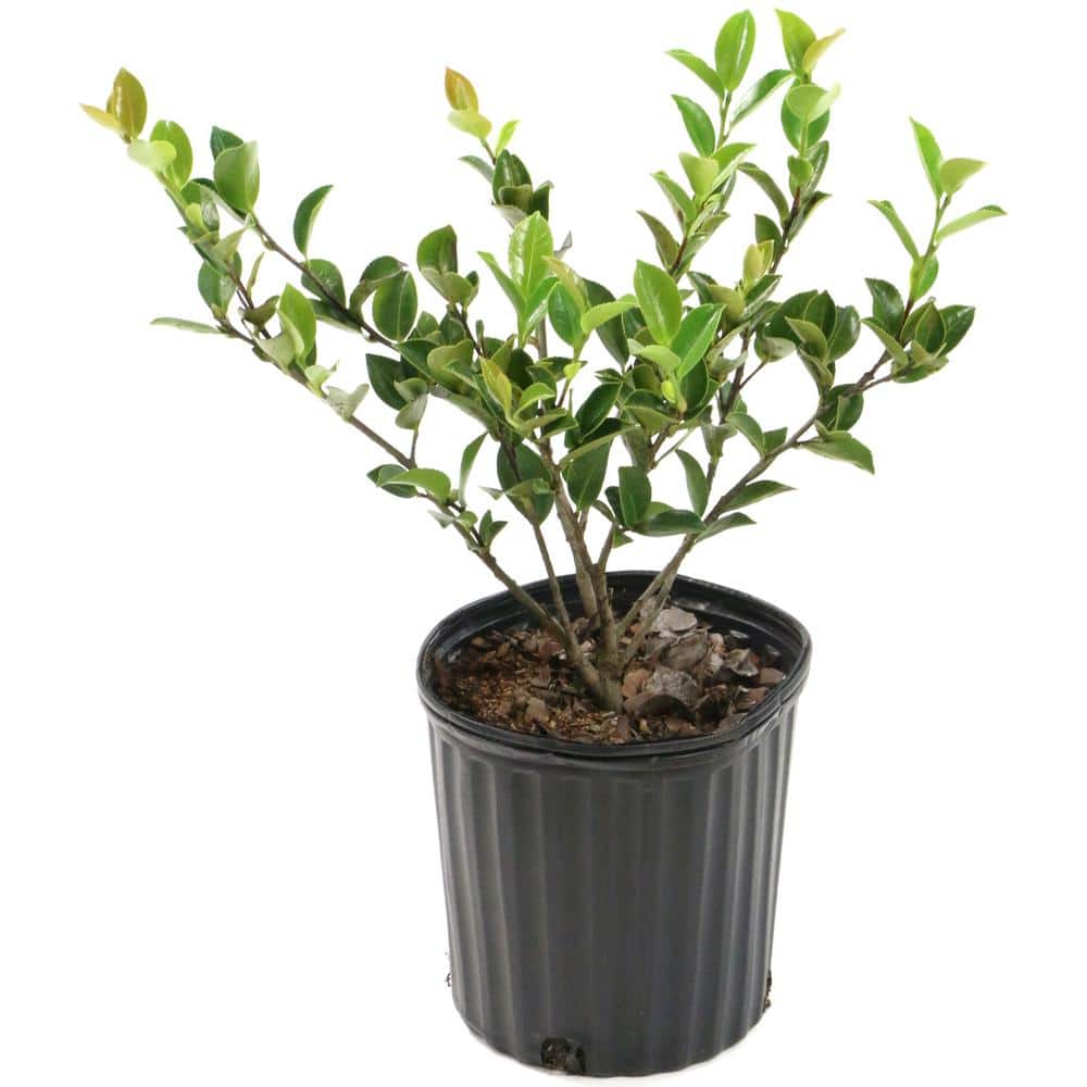 3 gal. Camellia Mine No Yuki Shrub with White Flowers - Hercitys