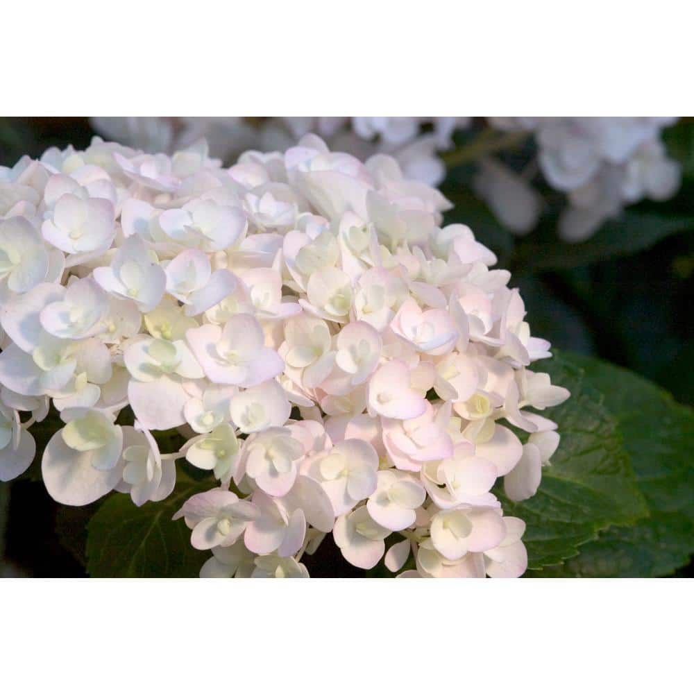 3 Gal. Blushing Bride Reblooming Hydrangea Flowering Shrub, White to Blush Pink Flowers - Hercitys