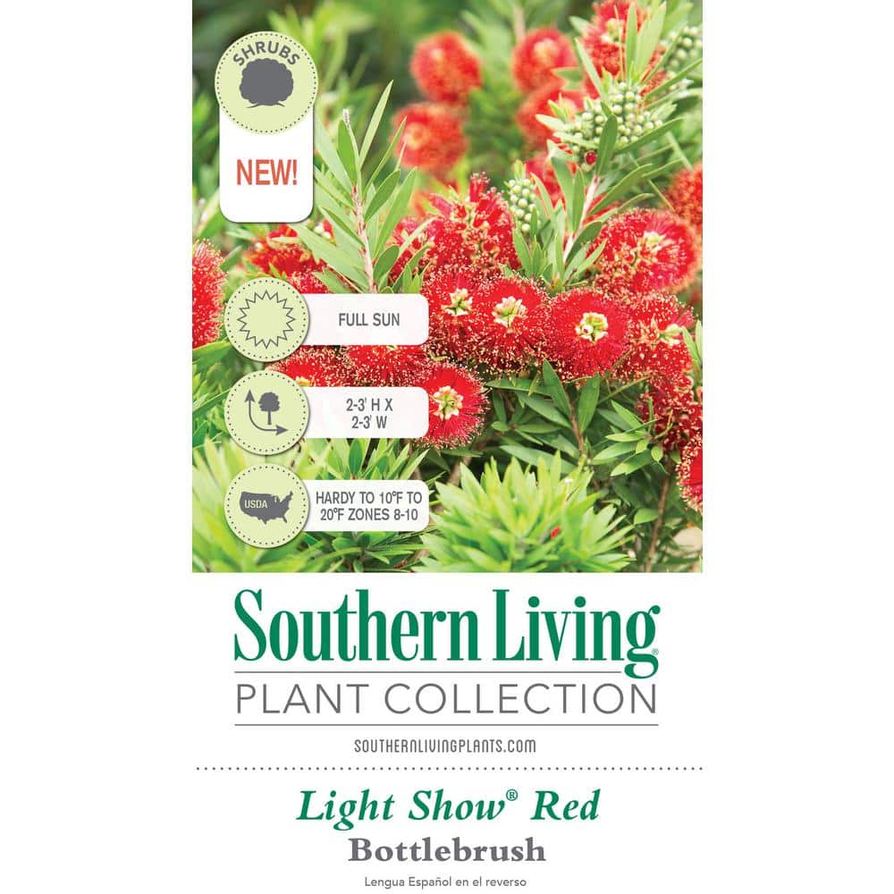2 Gal. Light Show Bottlebrush Dwarf Plant with Red Flowers - Hercitys