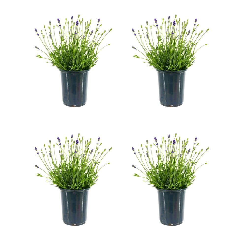 2.5 qt. Perennial Lavender angustifolia English Blue (4-Pack) - Hercitys