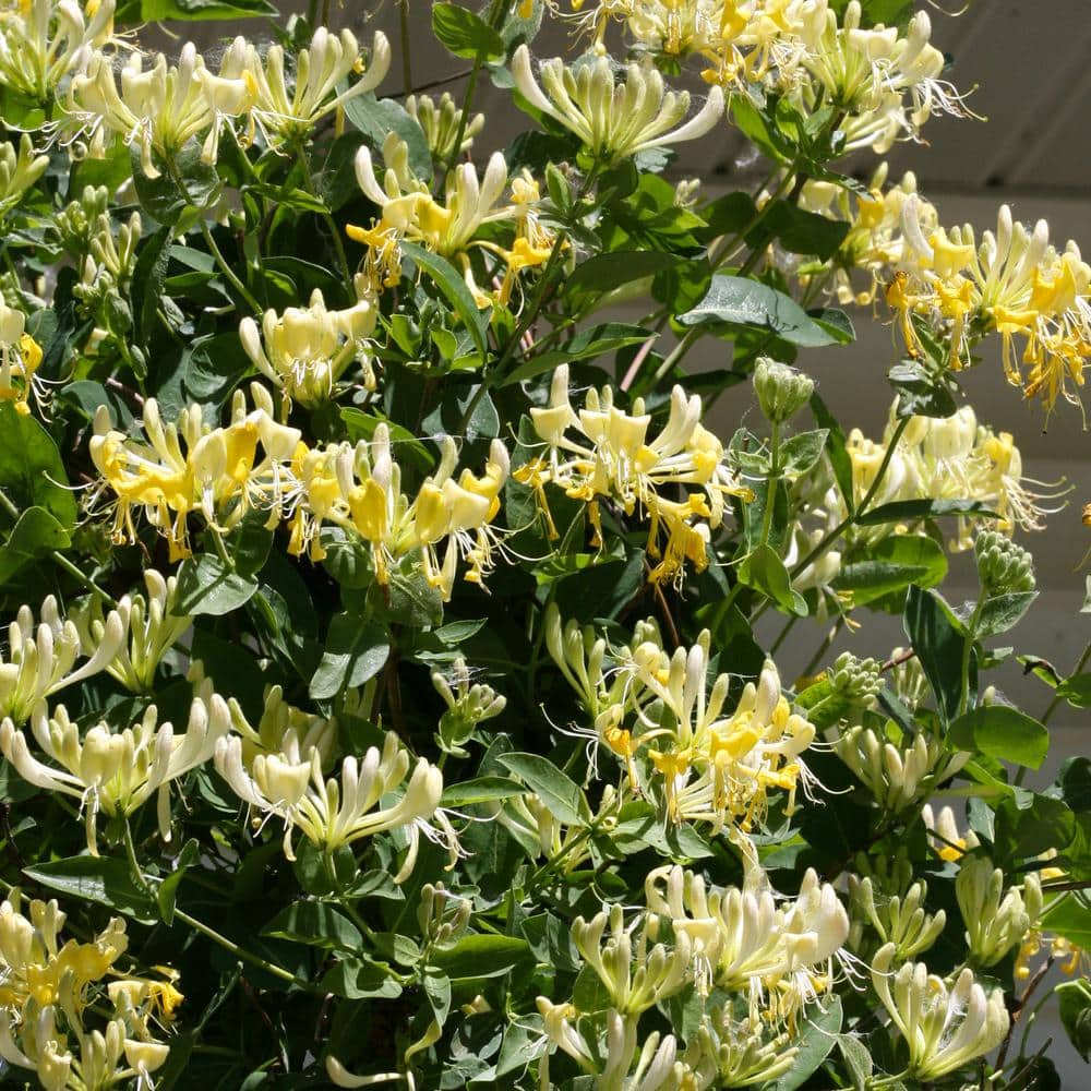1 Gal. Scentsation Honeysuckle (Lonicera) Live Vine Shrub with Yellow Flowers and Red Berries - Hercitys