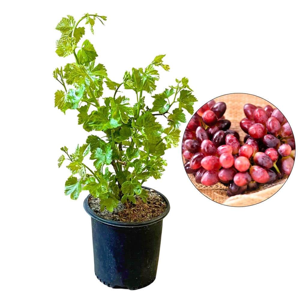 #2 Container Crimson Seedless Grape Vine Plant - Hercitys