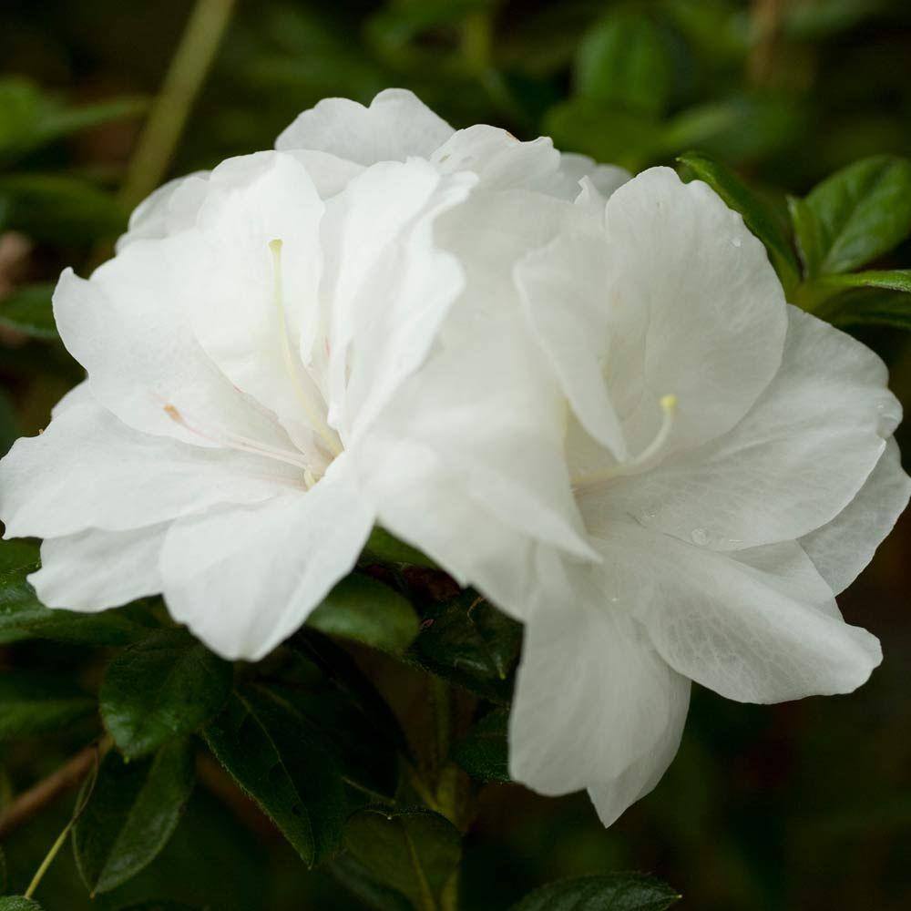 3 Gal. Autumn Moonlight Shrub with Crisp White Semi-double Reblooming Flowers - Hercitys