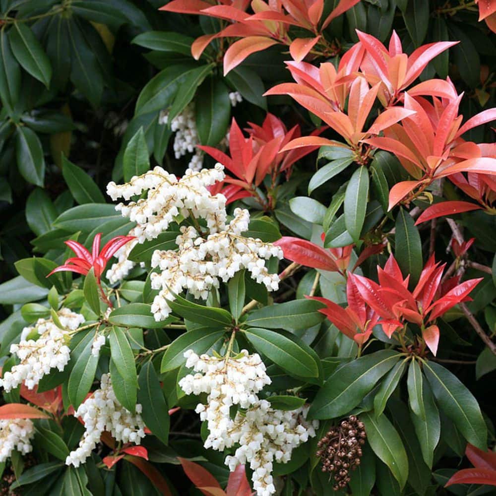 2.25 Gal. Mountain Fire Pieris Live Shrub with White Flowers - Hercitys