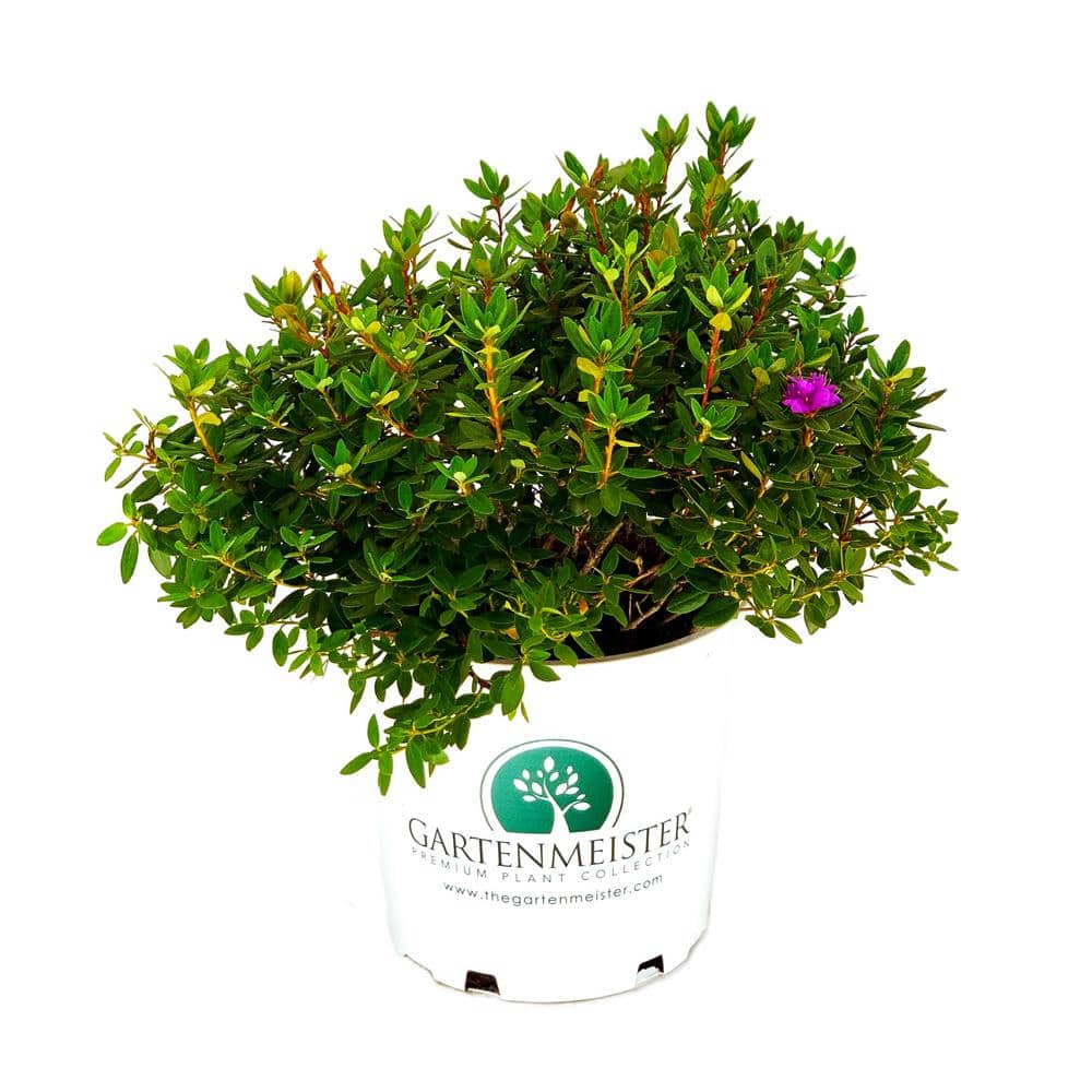 2.0 Gal Dwarf Purple Flowering Rhododendron (Rhododendron x ‘Ramapo’) 1-Each - Hercitys