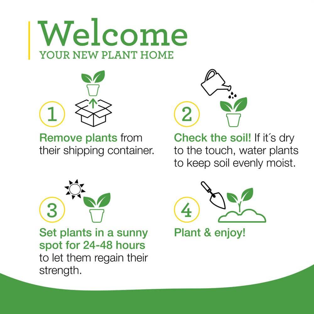 19 oz. Cilantro Herb Plant (2-Pack) - Hercitys