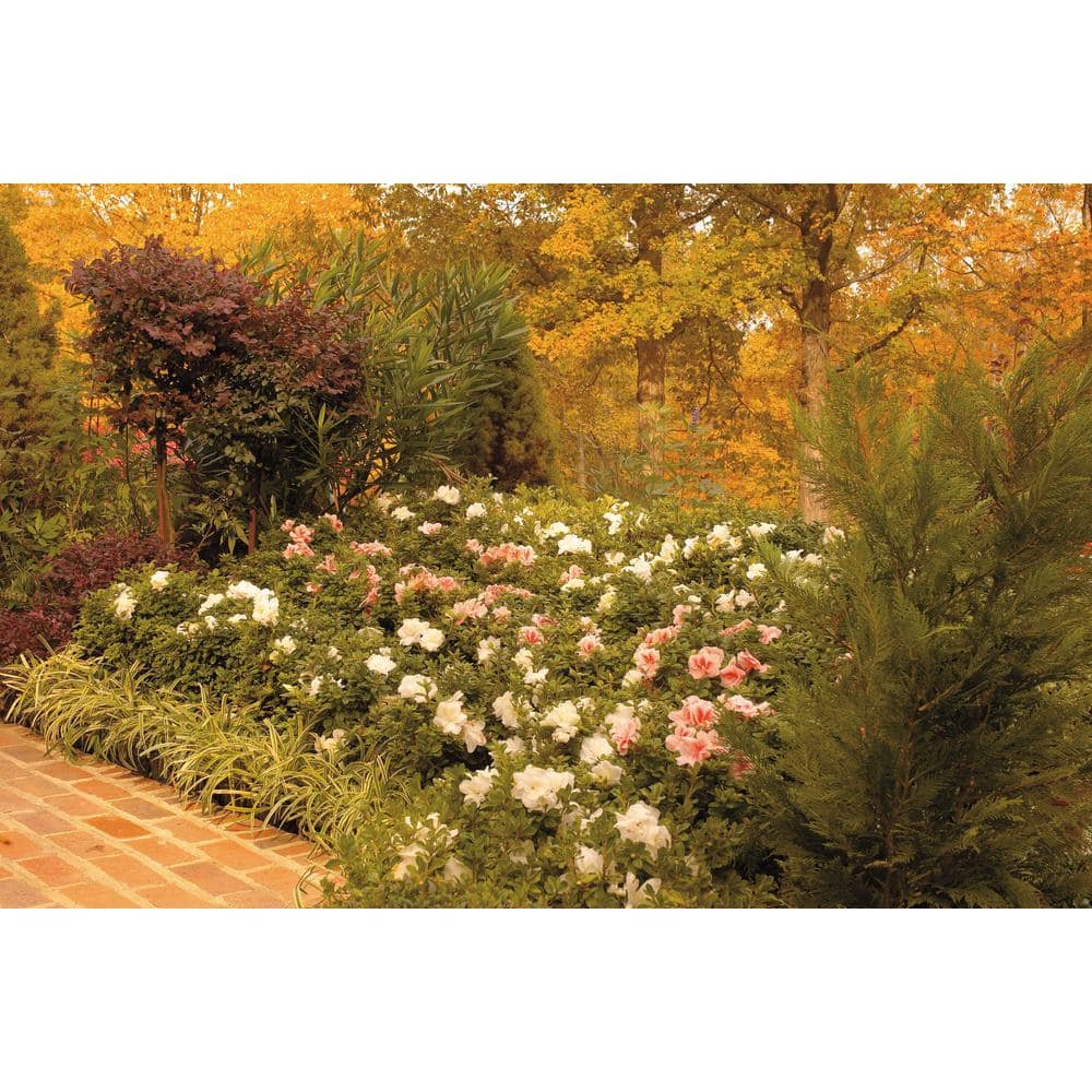 3 Gal. Autumn Moonlight Shrub with Crisp White Semi-double Reblooming Flowers - Hercitys