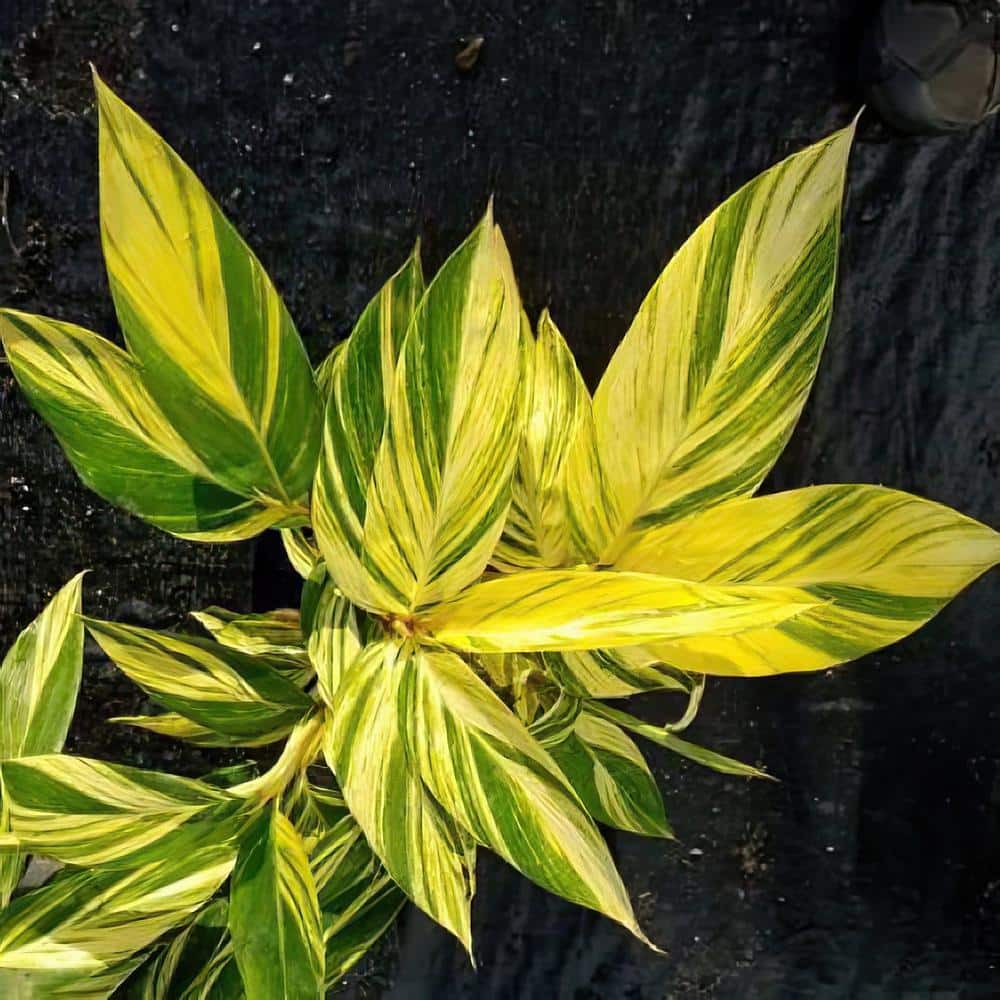 3.5 in. Alpinia Variegated Ginger Perennial Plant with Yellow Flowers (3-Pack) - Hercitys
